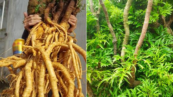 Cây Đinh Lăng – Biểu Tượng Của Sinh Khí