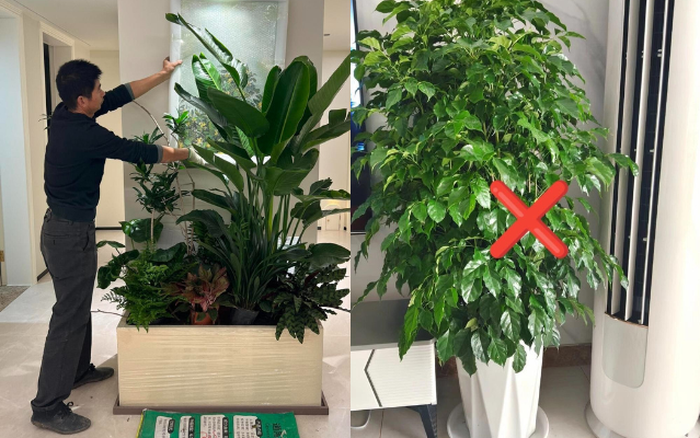 Tại sao không nên để cây chết trong nhà
